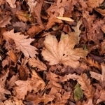 Laub in Nachbars Garten