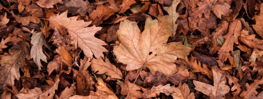Laub in Nachbars Garten