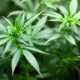 Cannabis in Mietwohnung rauchen