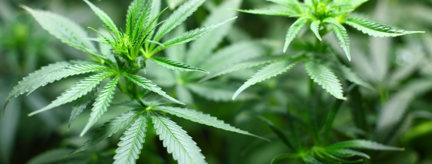 Cannabis in Mietwohnung rauchen