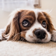 Hundehaltung Mietwohnung extra Kaution