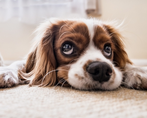 Hundehaltung Mietwohnung extra Kaution
