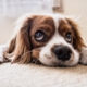 Hundehaltung Mietwohnung extra Kaution