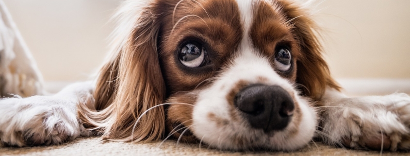 Hundehaltung Mietwohnung extra Kaution